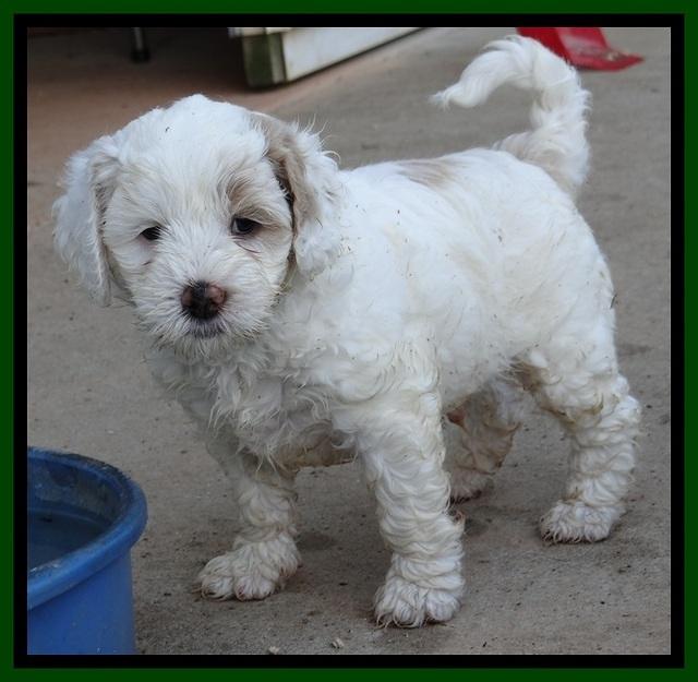 Jolie Buster pups 6.5 wks old 271