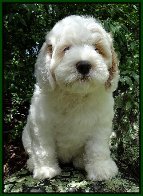 Jolie Buster pups 8 wks old 11