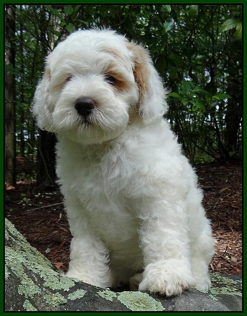 Jolie Buster pups 8 wks old 31
