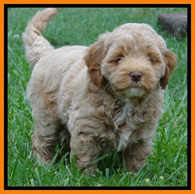 Jolie Buster 6.5 wks old 52