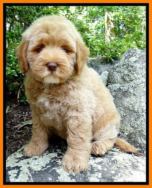 Jolie Buster 8 weeks old 22