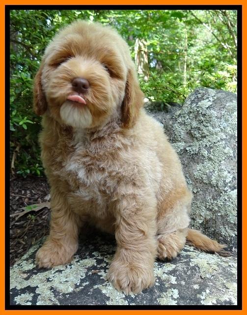 Jolie Buster 8 weeks old 52