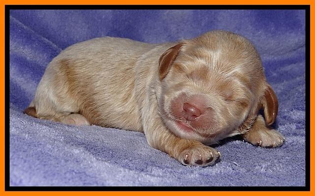 Jolie Buster pups 1 wk old 201