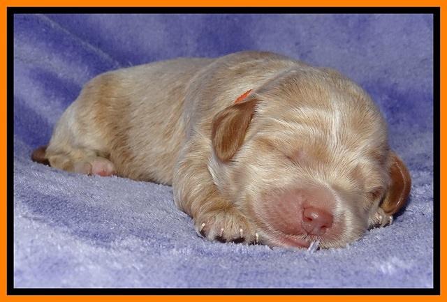 Jolie Buster pups 1 wk old 211