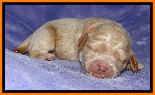 Jolie Buster pups 1 wk old 221