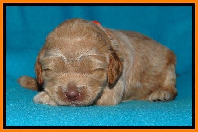 Jolie Buster pups 2 wks old 290