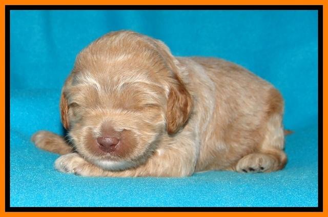 Jolie Buster pups 2 wks old 300