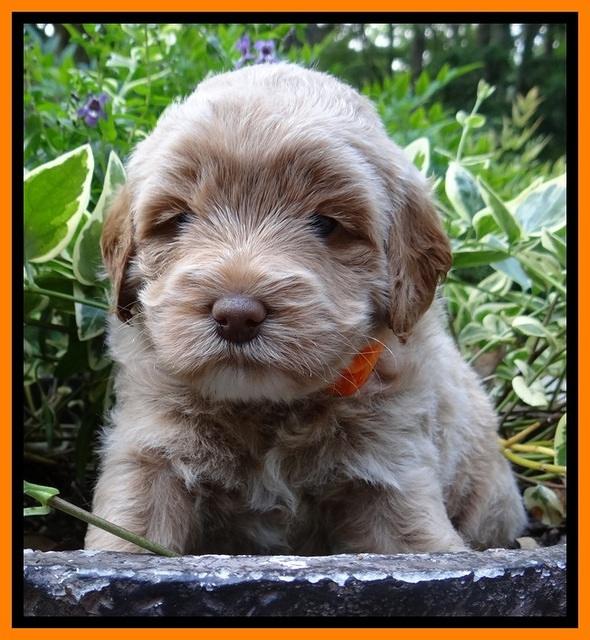 Jolie Buster pups 4 wks old 280
