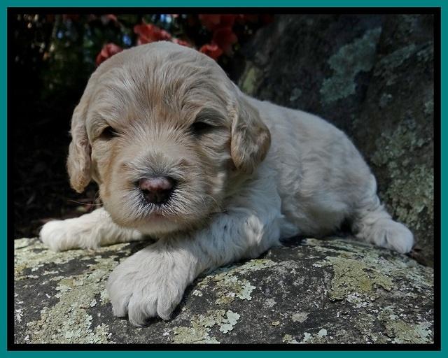 Jolie Buster 3 wks old 311