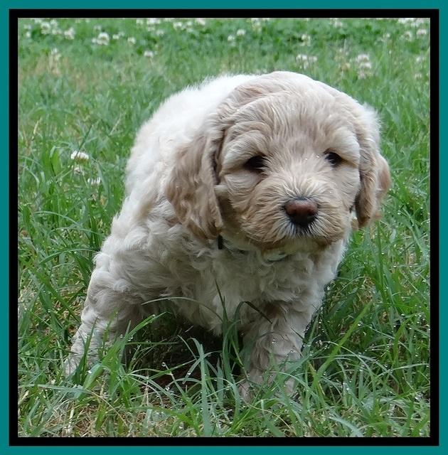 Jolie Buster 5 wks old 420