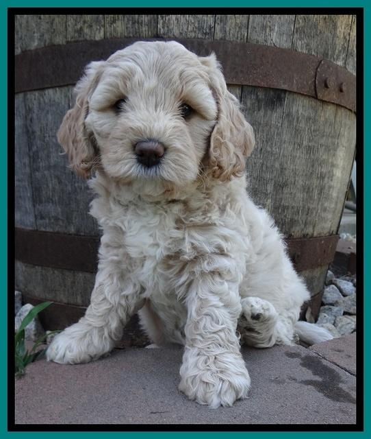 Jolie Buster 6 wks old 261