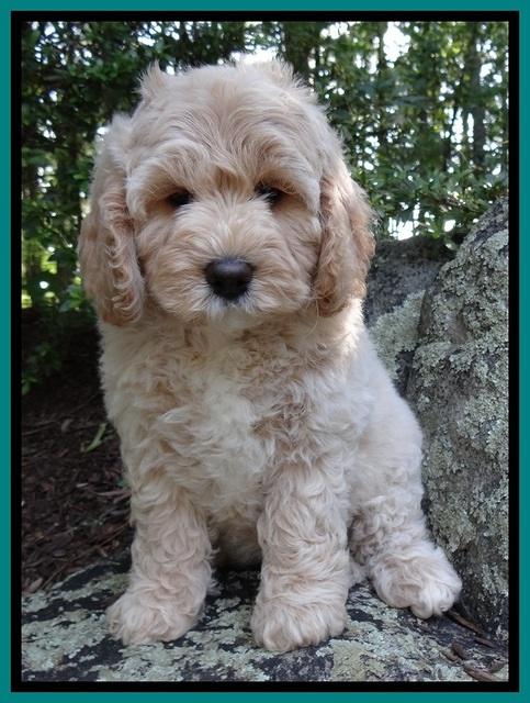 Jolie Buster 8 weeks old 13
