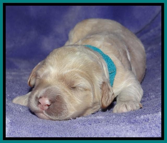 Jolie Buster pups 1 wk old 241