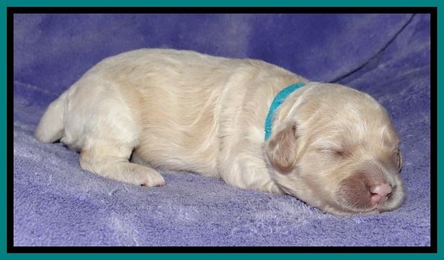 Jolie Buster pups 1 wk old 251