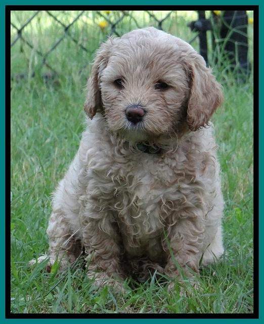 Jolie Buster pups 6.5 wks old 181
