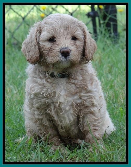 Jolie Buster pups 6.5 wks old 191