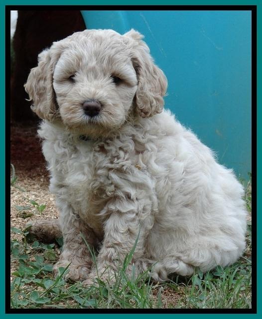 Jolie Buster pups 6.5 wks old 201