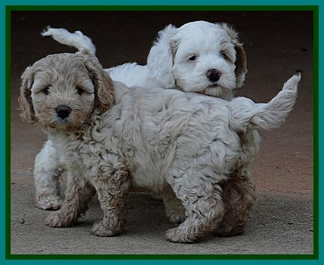 Jolie Buster pups 6.5 wks old 221