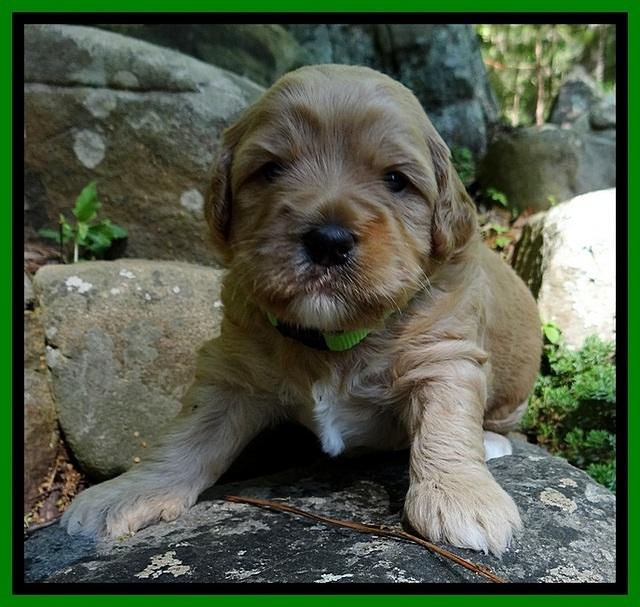 Jolie Buster 3 wks old 351