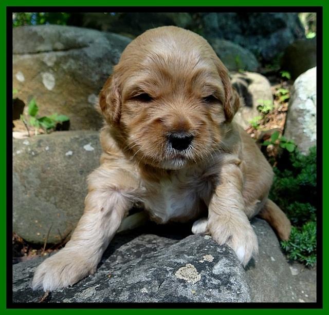 Jolie Buster 3 wks old 361