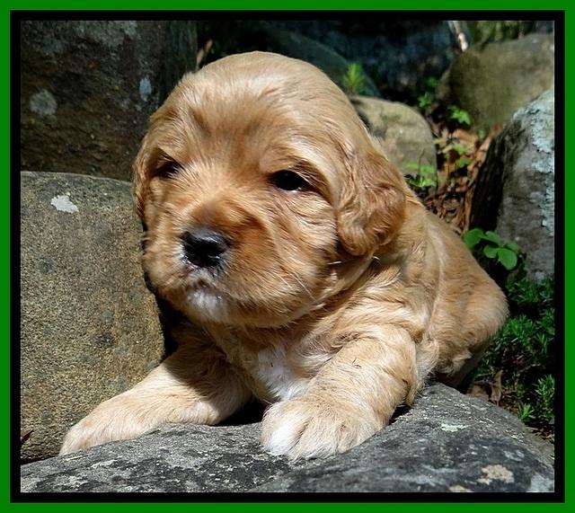 Jolie Buster 3 wks old 371