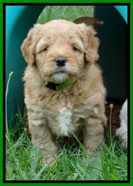 Jolie Buster 5 wks old 440