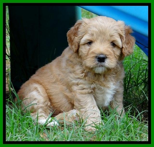 Jolie Buster 5 wks old 450