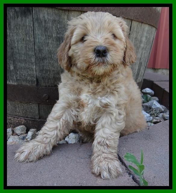 Jolie Buster 6 wks old 271
