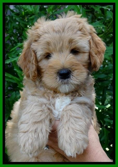 Jolie Buster 7 wks old 231