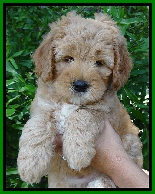 Jolie Buster 7 wks old 241