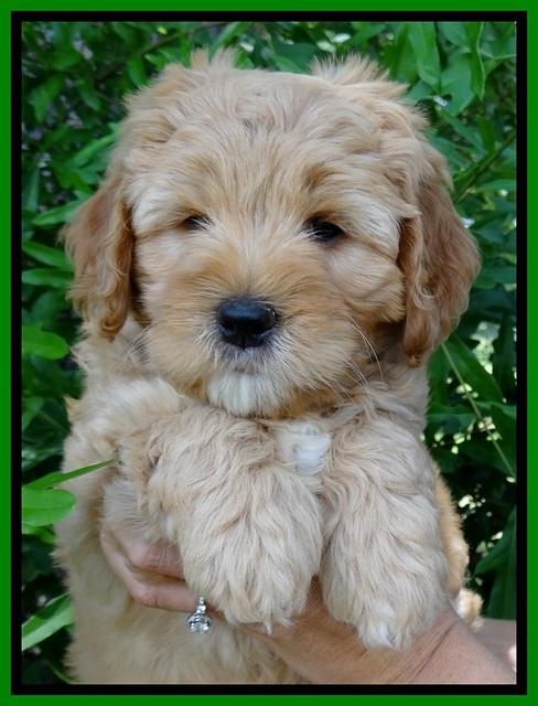 Jolie Buster 7 wks old 251