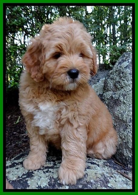 Jolie Buster 8 weeks old 12 (2)