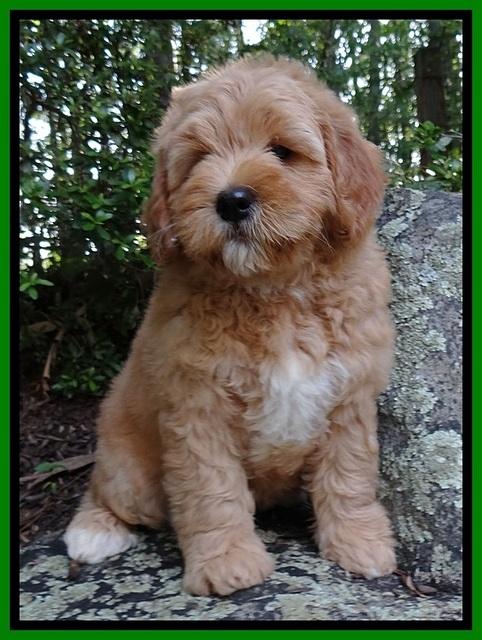 Jolie Buster 8 weeks old 22 (2)