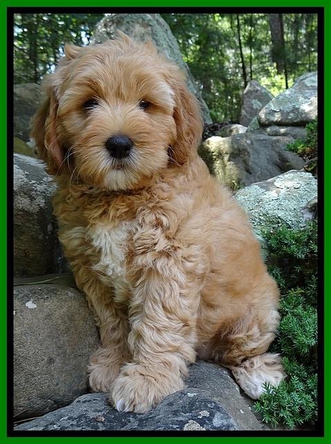 Jolie Buster 8 weeks old 63