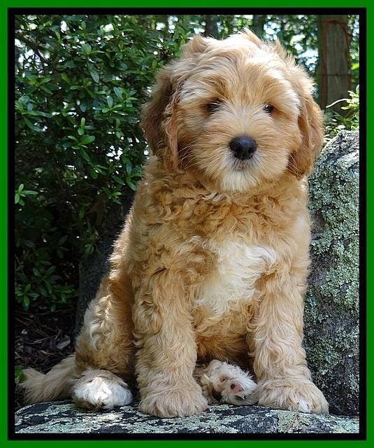 Jolie Buster 8 weeks old 93