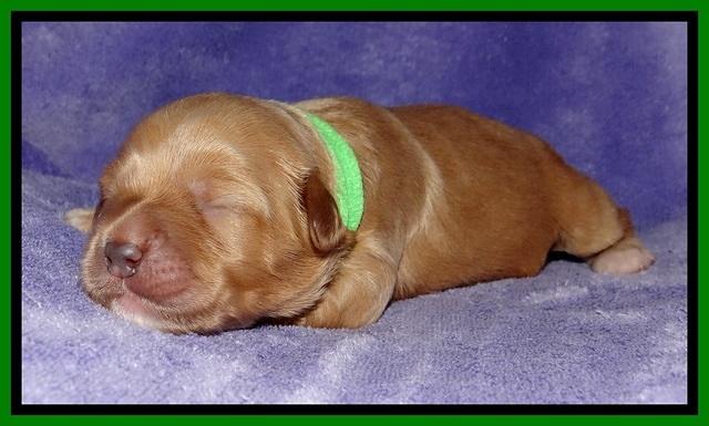 Jolie Buster pups 1 wk old 261