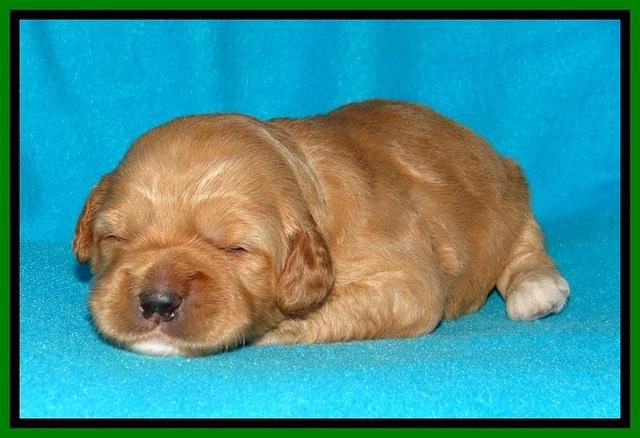 Jolie Buster pups 2 wks old 370