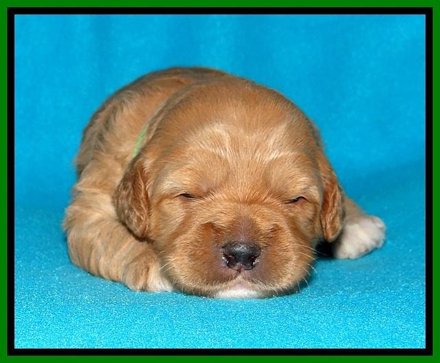 Jolie Buster pups 2 wks old 380