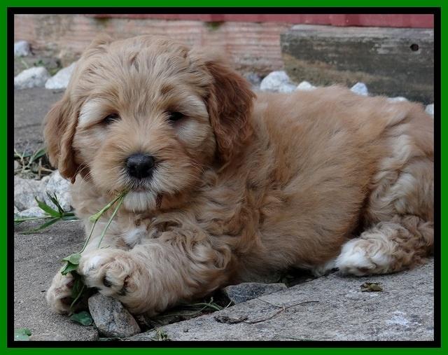 Jolie Buster pups 6.5 wks old 31