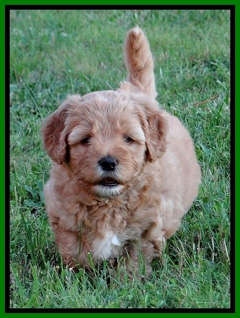 Jolie Buster pups 6.5 wks old 51