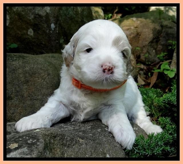 Jolie Buster 3 wks old 381