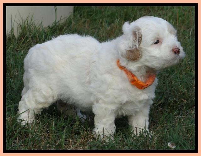 Jolie Buster 5 wks old 490