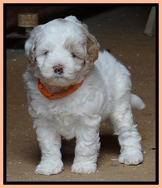 Jolie Buster 5 wks old 510