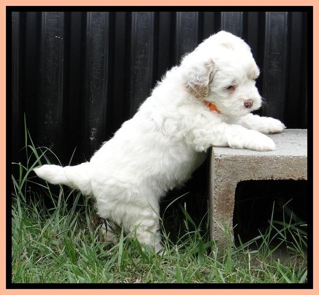 Jolie Buster 5 wks old 520