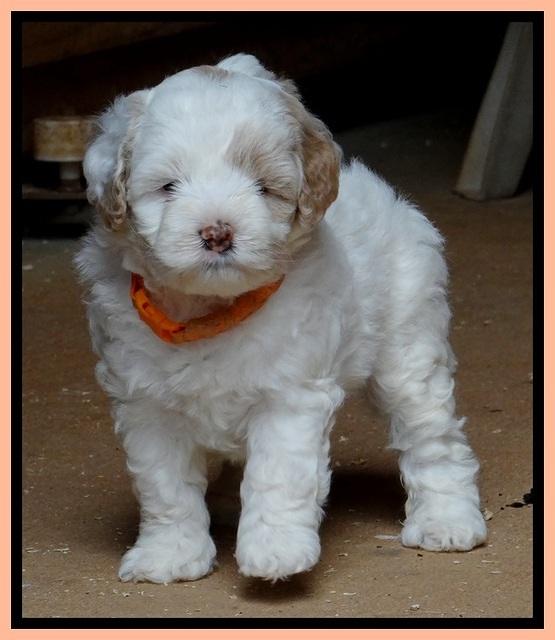 Jolie Buster 5 wks old 530