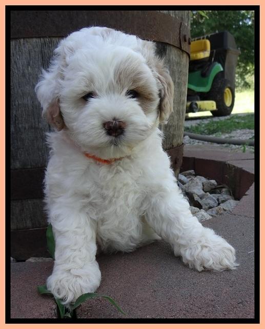 Jolie Buster 6 wks old 191