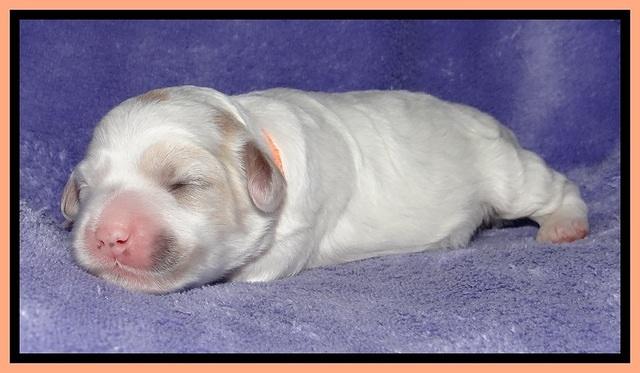 Jolie Buster pups 1 wk old 311