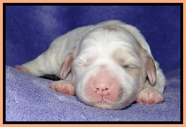 Jolie Buster pups 1 wk old 321