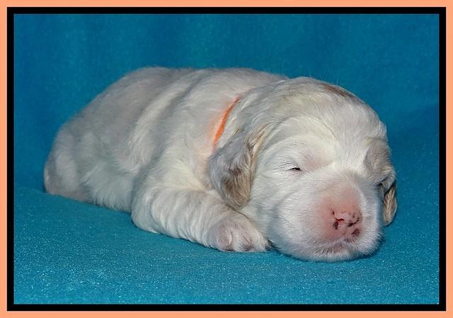 Jolie Buster pups 2 wks old 400
