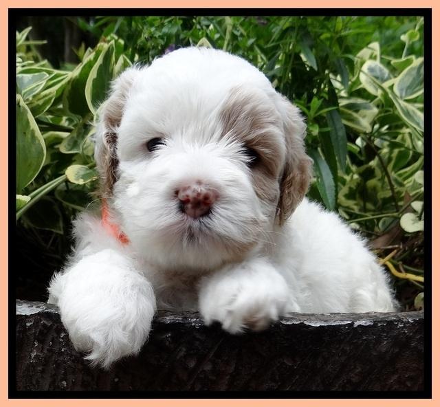 Jolie Buster pups 4 wks old 180